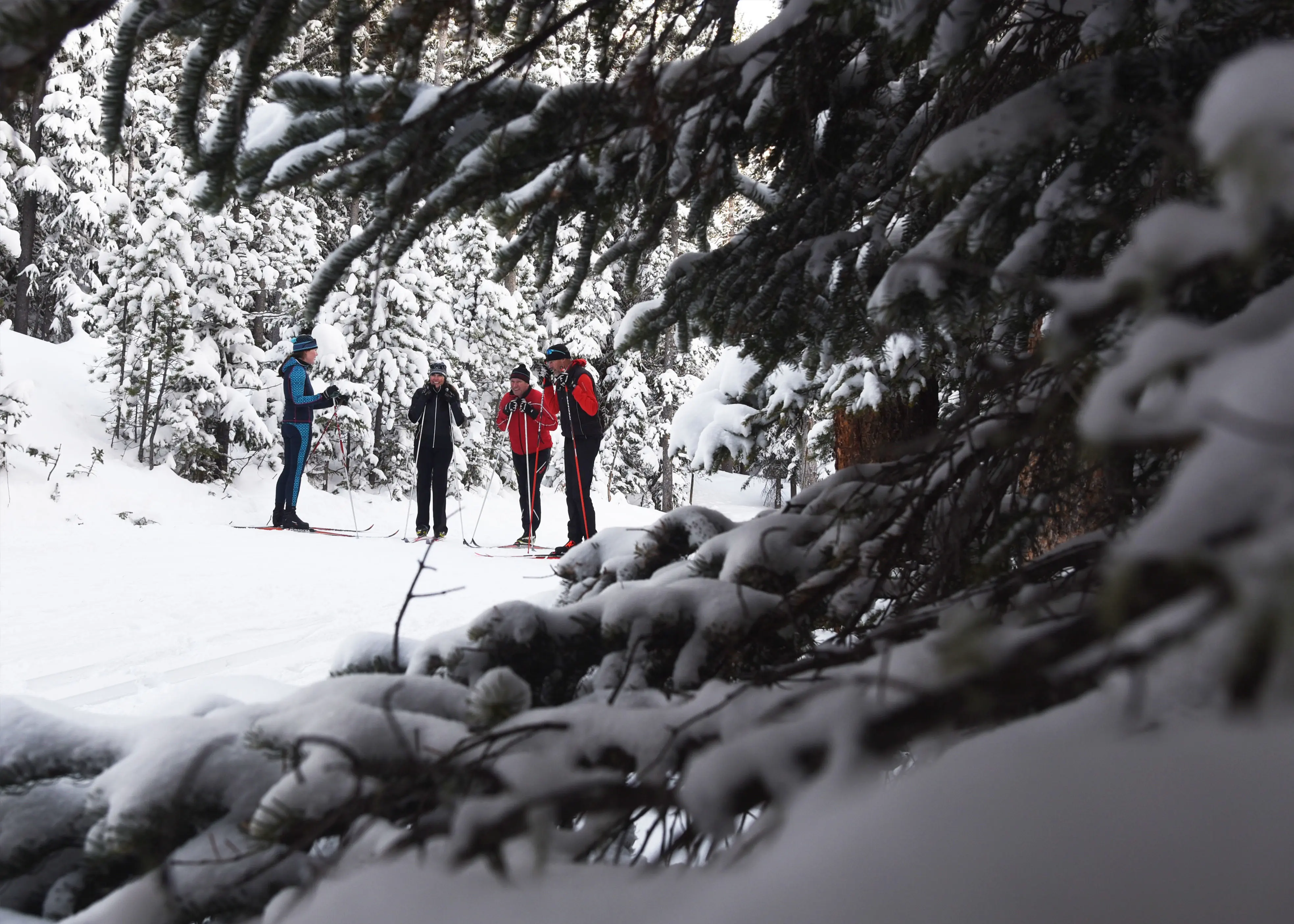 group of nordic skiers through a gap in trees
